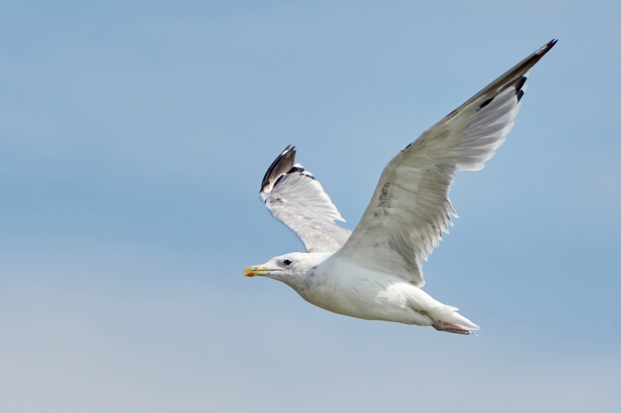 Sony ILCA-77M2 + Sony 70-400mm F4-5.6 G SSM II sample photo. White seagull in flight photography