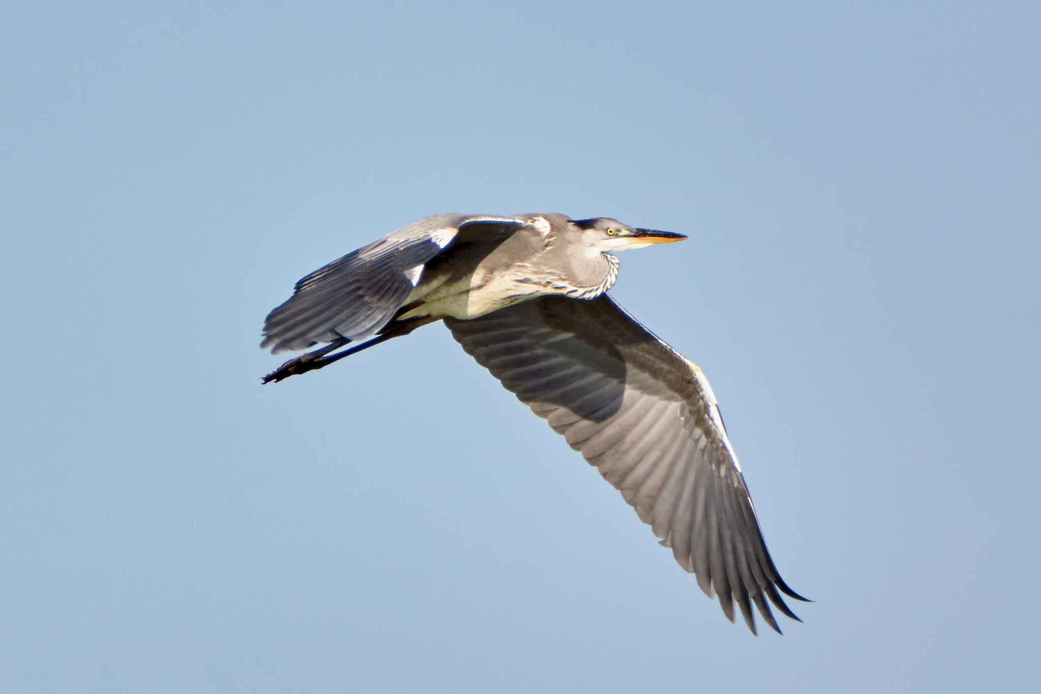 Sony 70-400mm F4-5.6 G SSM II sample photo. Grey heron in flight photography