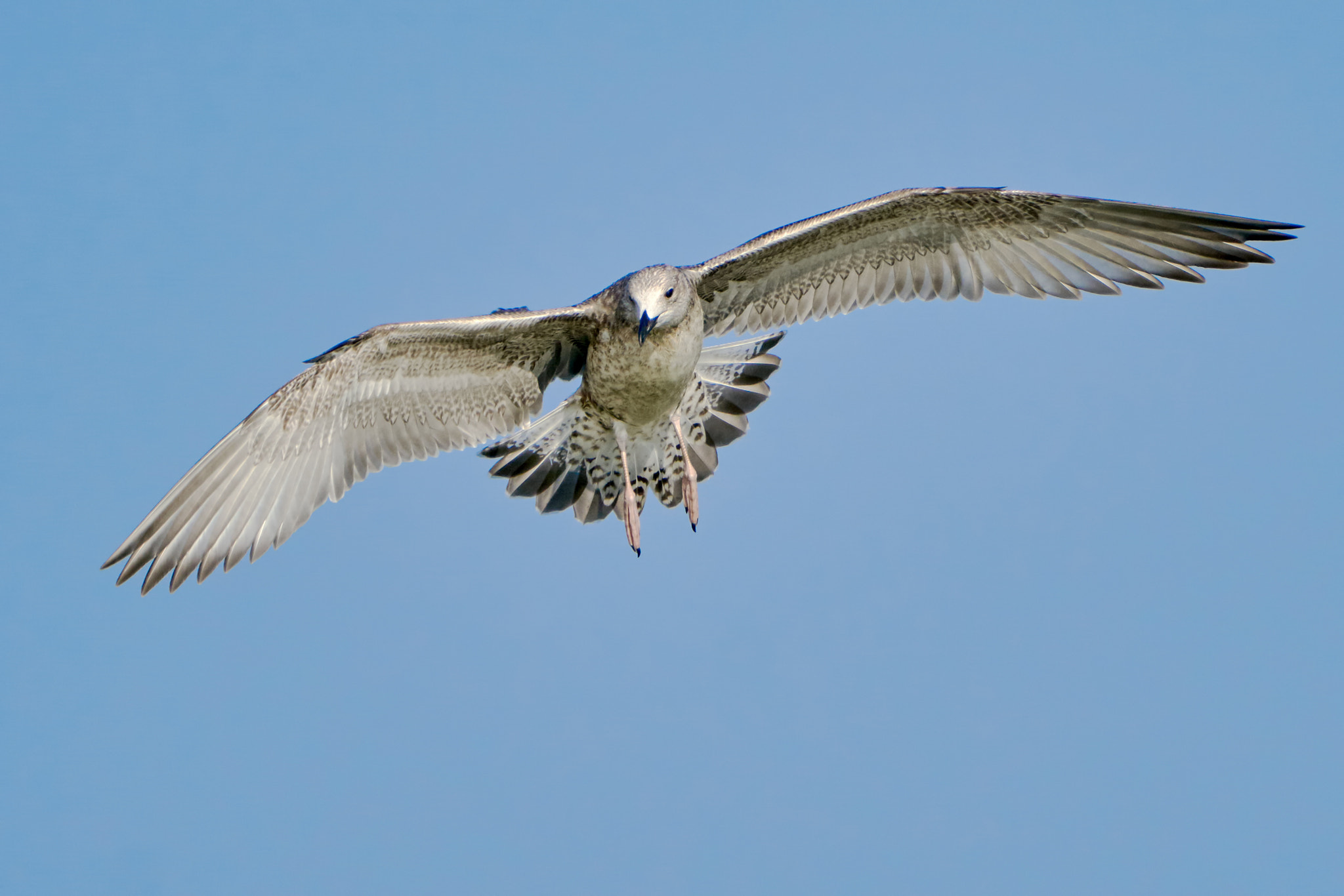 Sony ILCA-77M2 sample photo. Common gull in flight photography