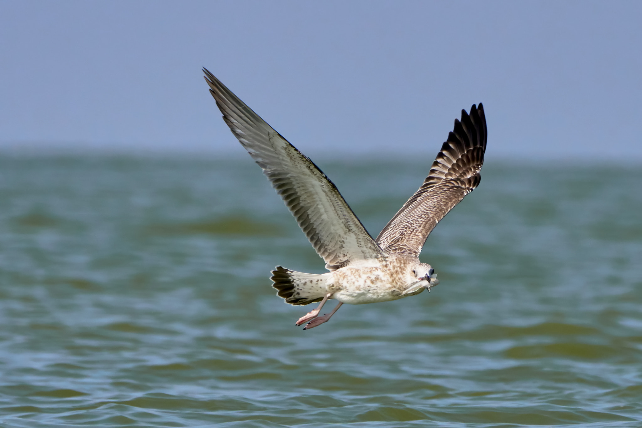 Sony ILCA-77M2 + Sony 70-400mm F4-5.6 G SSM II sample photo. Common gull with fish in its beak photography