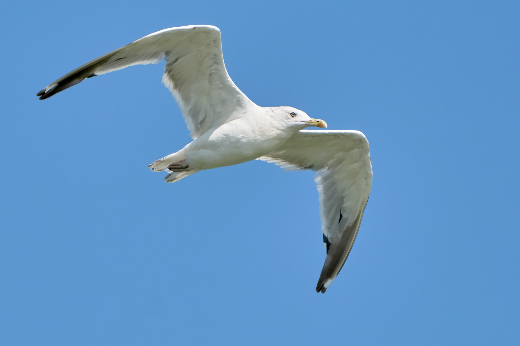 Sony ILCA-77M2 + Sony 70-400mm F4-5.6 G SSM II sample photo. White seagull in flight photography