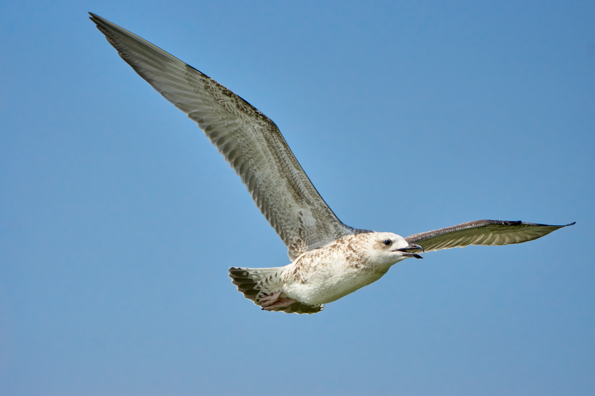 Sony ILCA-77M2 sample photo. Common gull in flight photography