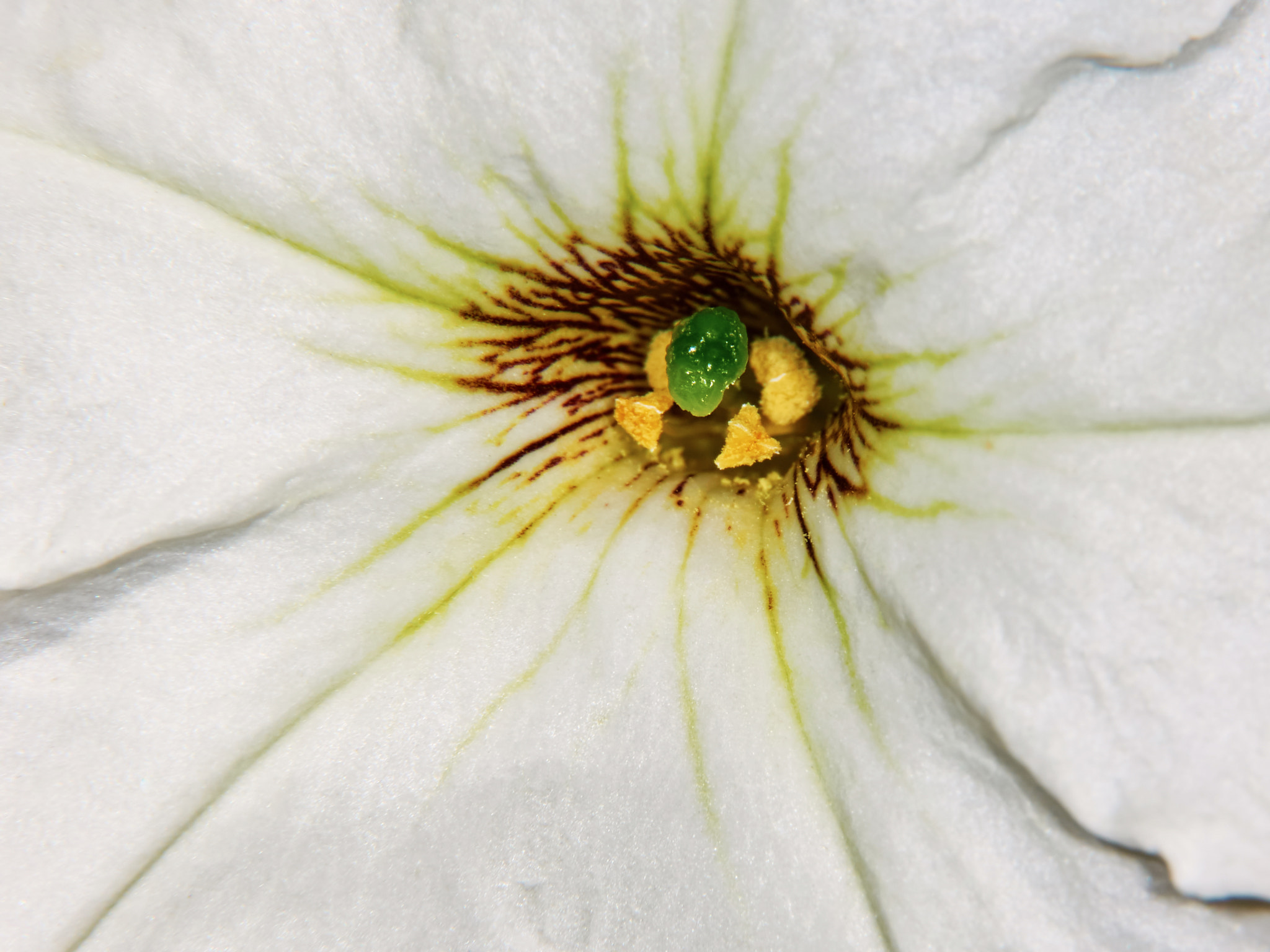 Olympus OM-D E-M5 II + Olympus M.Zuiko Digital ED 40-150mm F2.8 Pro sample photo. Petunia flower closeup photography