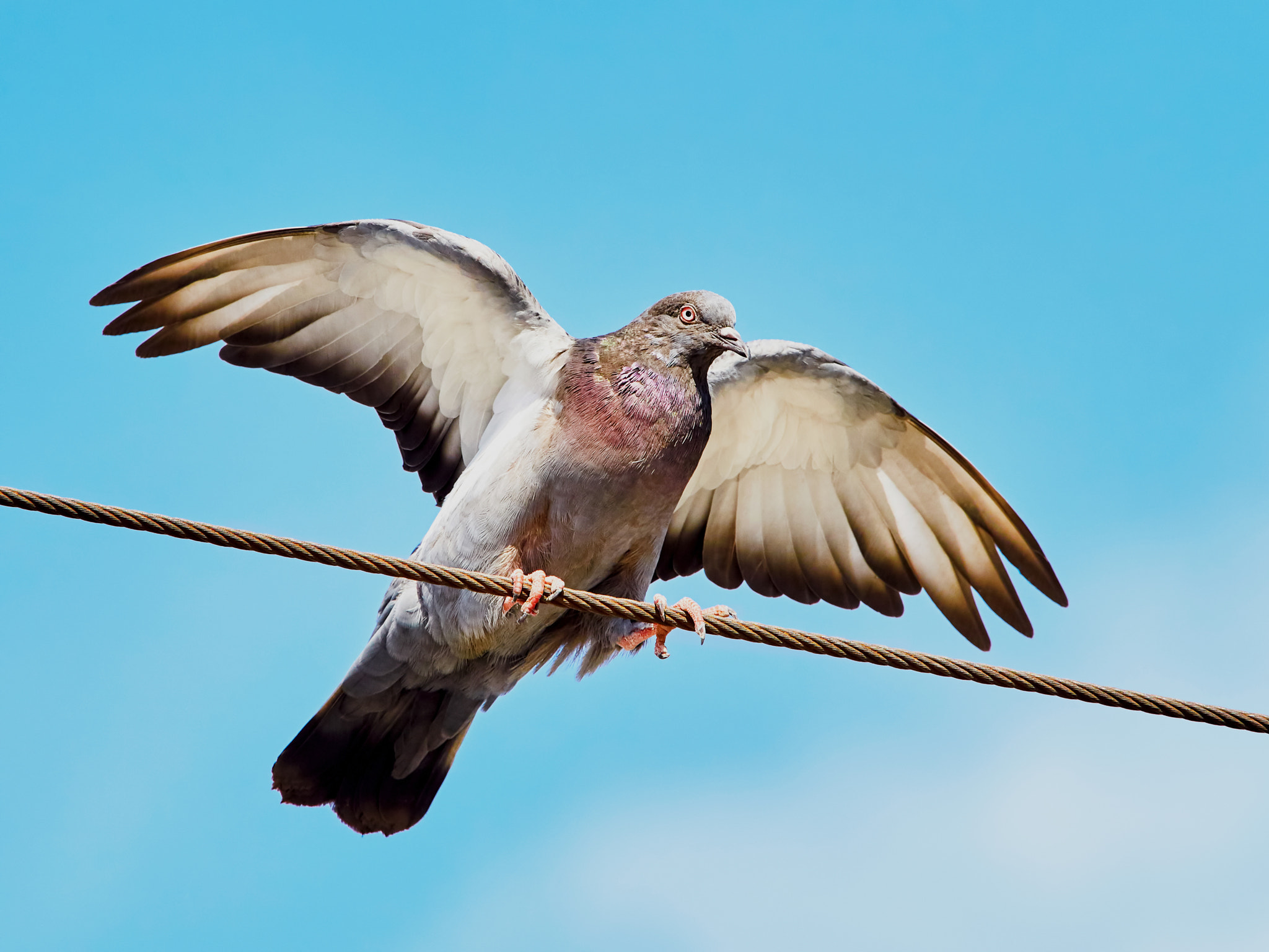 Olympus OM-D E-M5 II + Olympus M.Zuiko Digital ED 40-150mm F2.8 Pro sample photo. Dove with spread wings photography