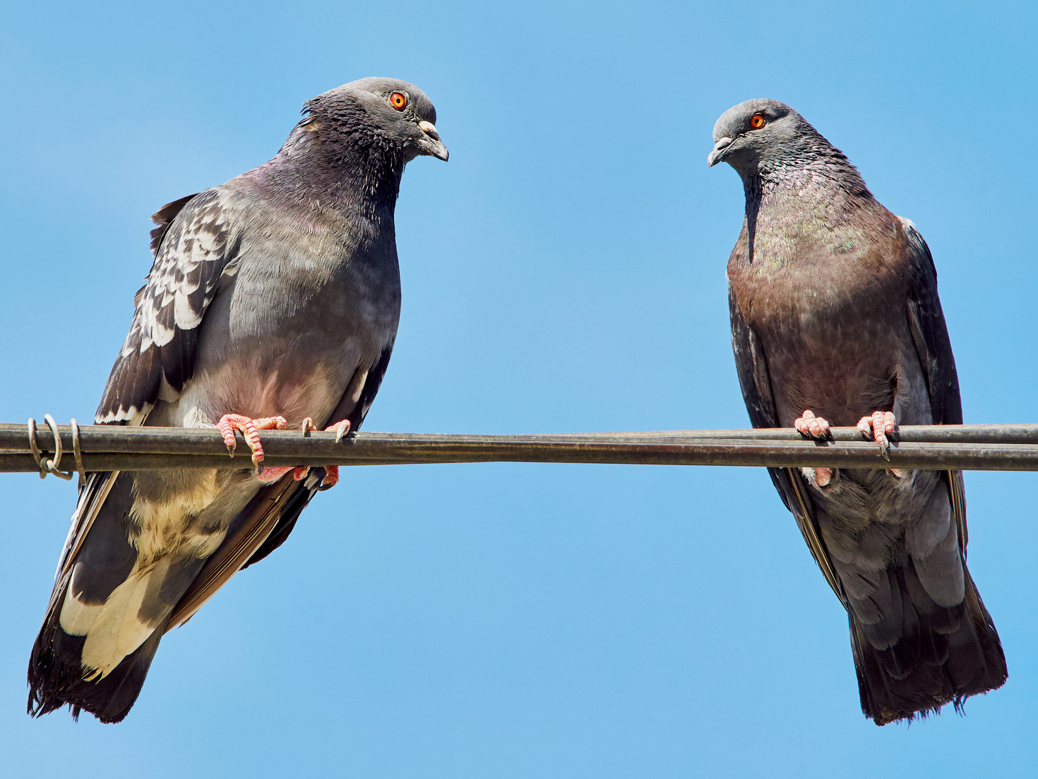 Olympus OM-D E-M5 II + Olympus M.Zuiko Digital ED 40-150mm F2.8 Pro sample photo. Two doves on wires photography
