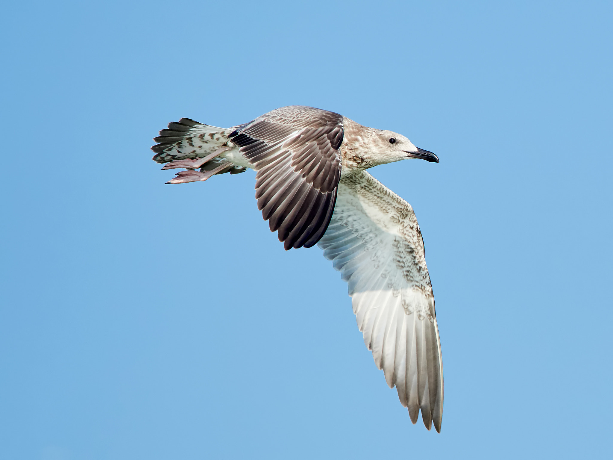 Olympus OM-D E-M5 II + Olympus M.Zuiko Digital ED 40-150mm F2.8 Pro sample photo. Common gull in flight photography