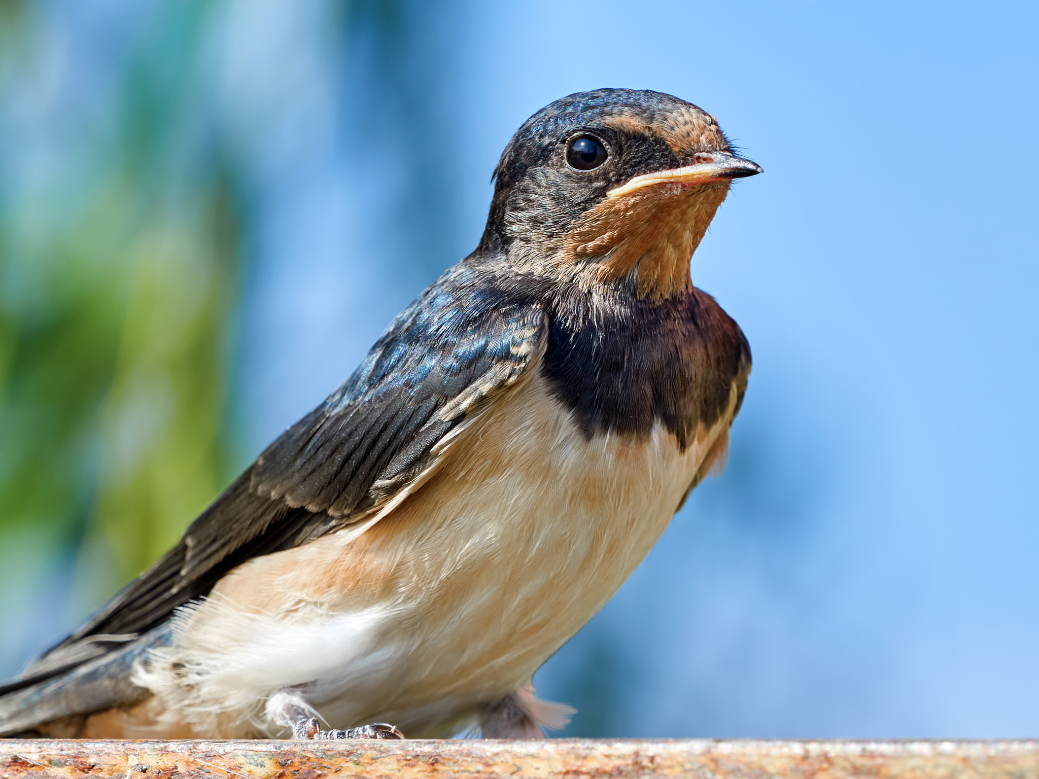 Olympus OM-D E-M5 II + Olympus M.Zuiko Digital ED 40-150mm F2.8 Pro sample photo. Portrait sand martin photography