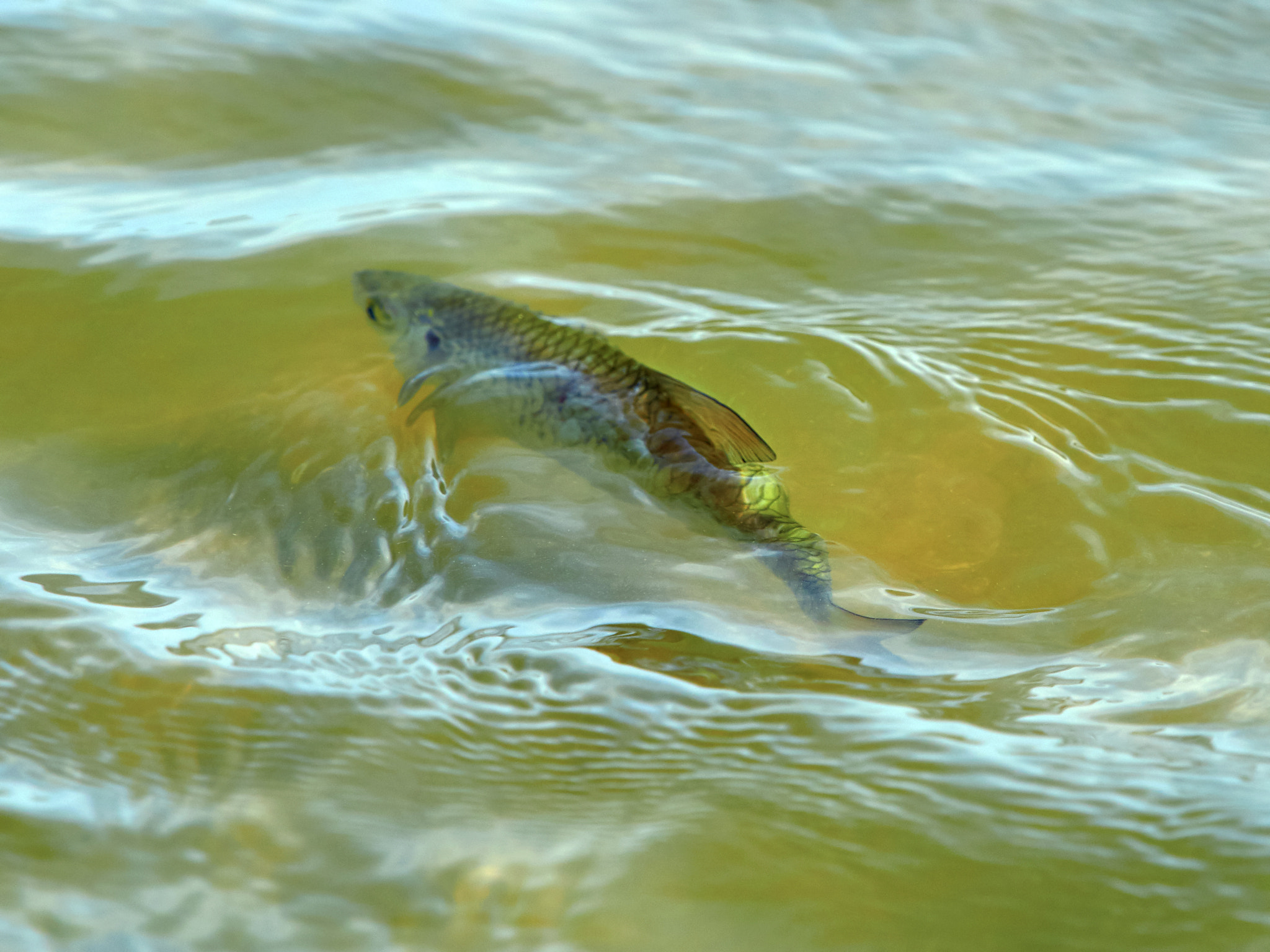 Olympus OM-D E-M5 II + Olympus M.Zuiko Digital ED 40-150mm F2.8 Pro sample photo. Little fish floating photography
