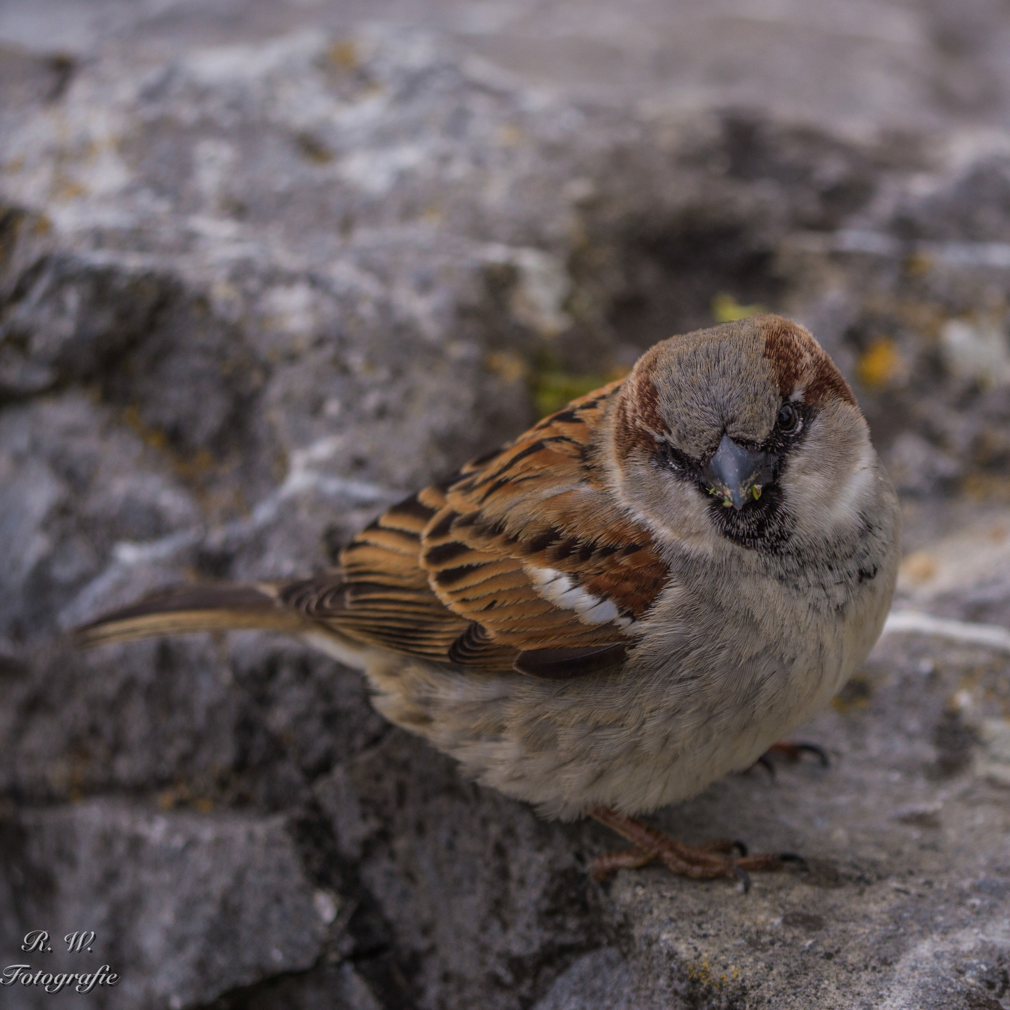 Panasonic Lumix DMC-GH3 sample photo. Spatz photography