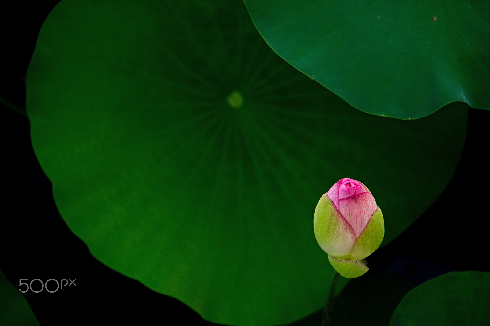 Nikon AF-S Micro-Nikkor 60mm F2.8G ED sample photo. Lotus flower(蓮華) photography