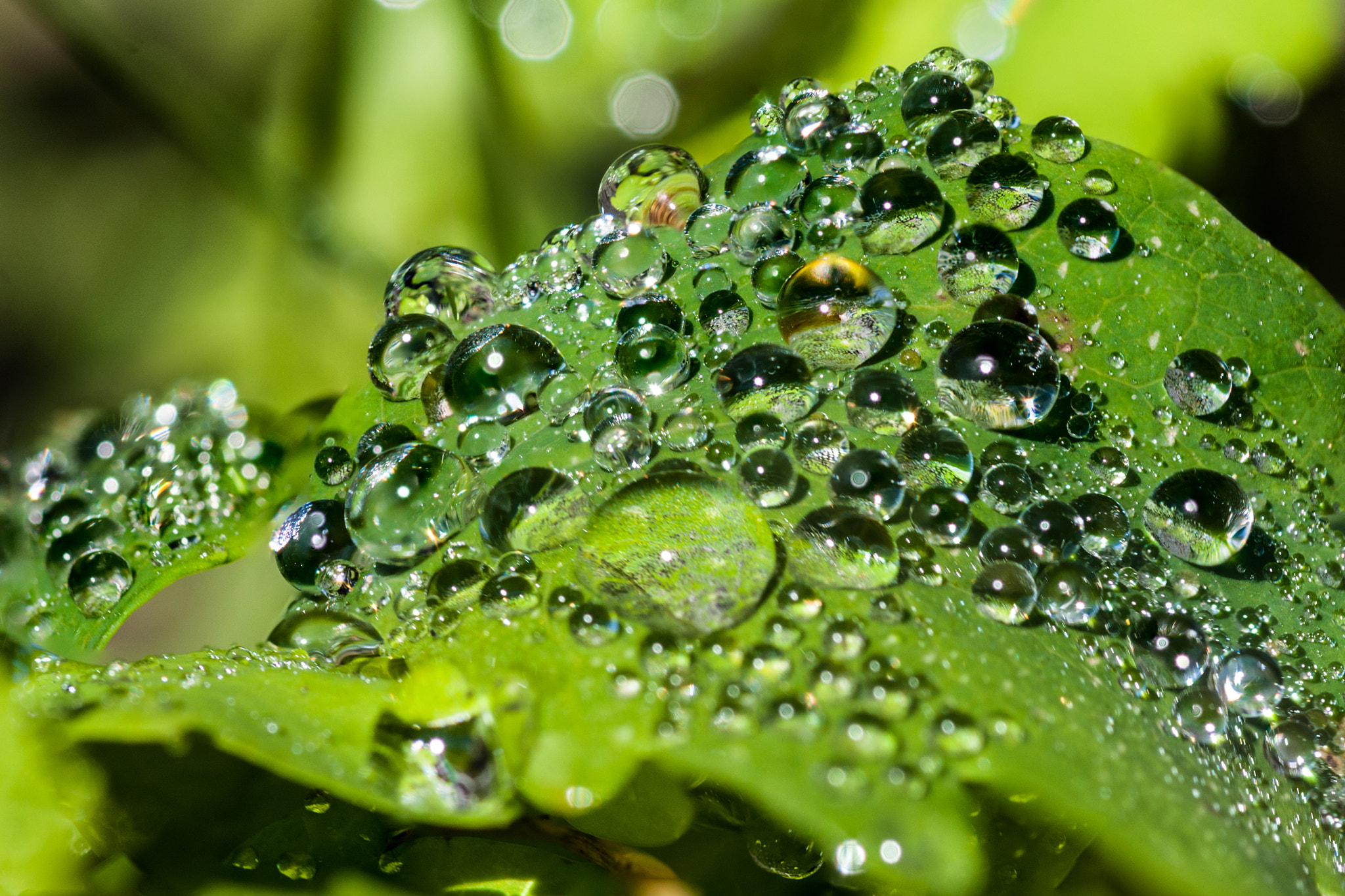 Nikon D5000 + Tokina AT-X Pro 100mm F2.8 Macro sample photo. Dewdrops photography