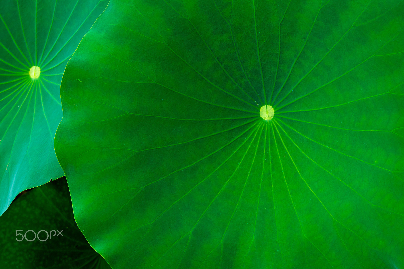 Nikon AF-S Micro-Nikkor 60mm F2.8G ED sample photo. Lotus pond photography