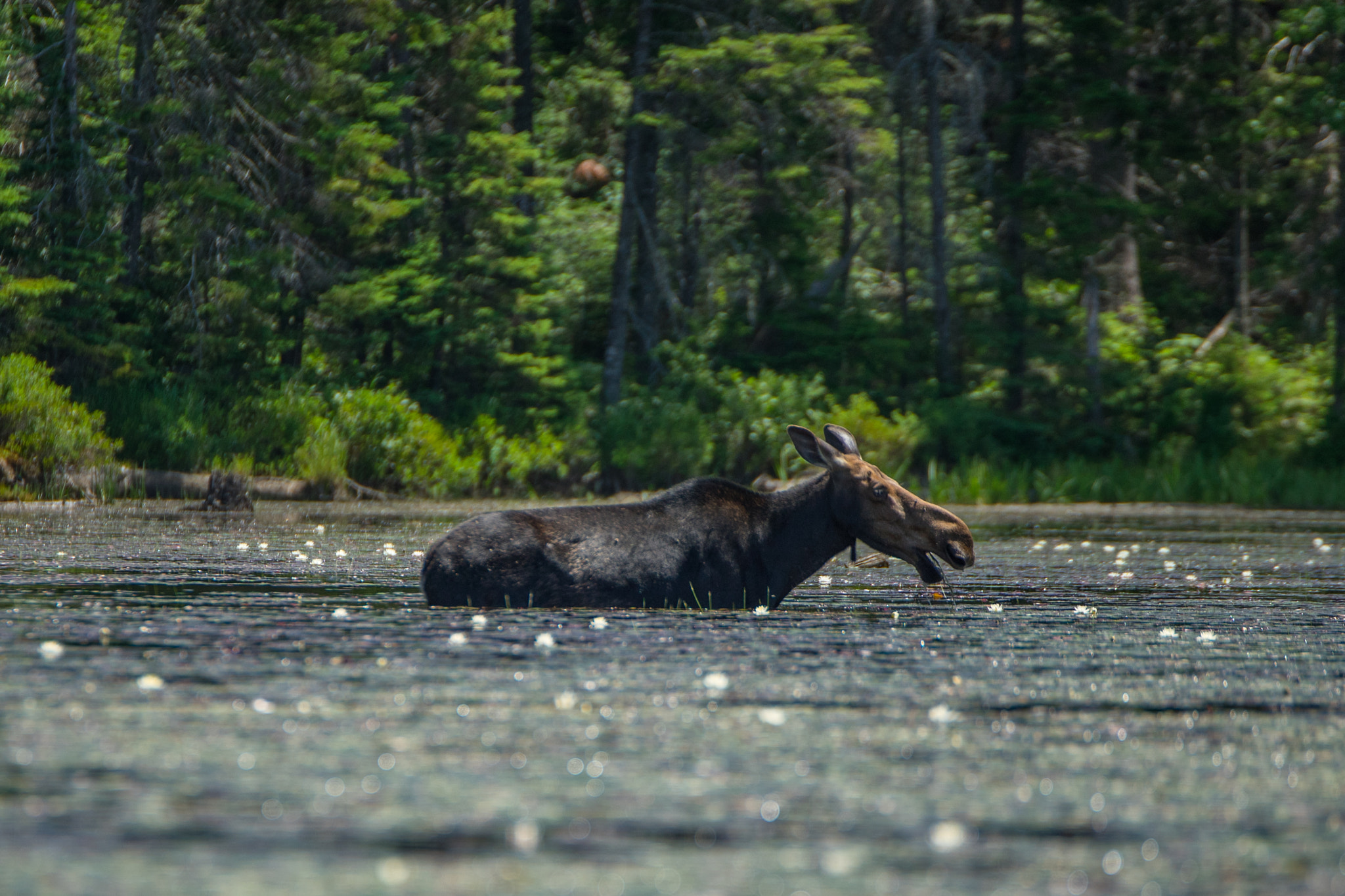 Sony a7 II + Tamron SP 70-200mm F2.8 Di VC USD sample photo. Be moose aware photography
