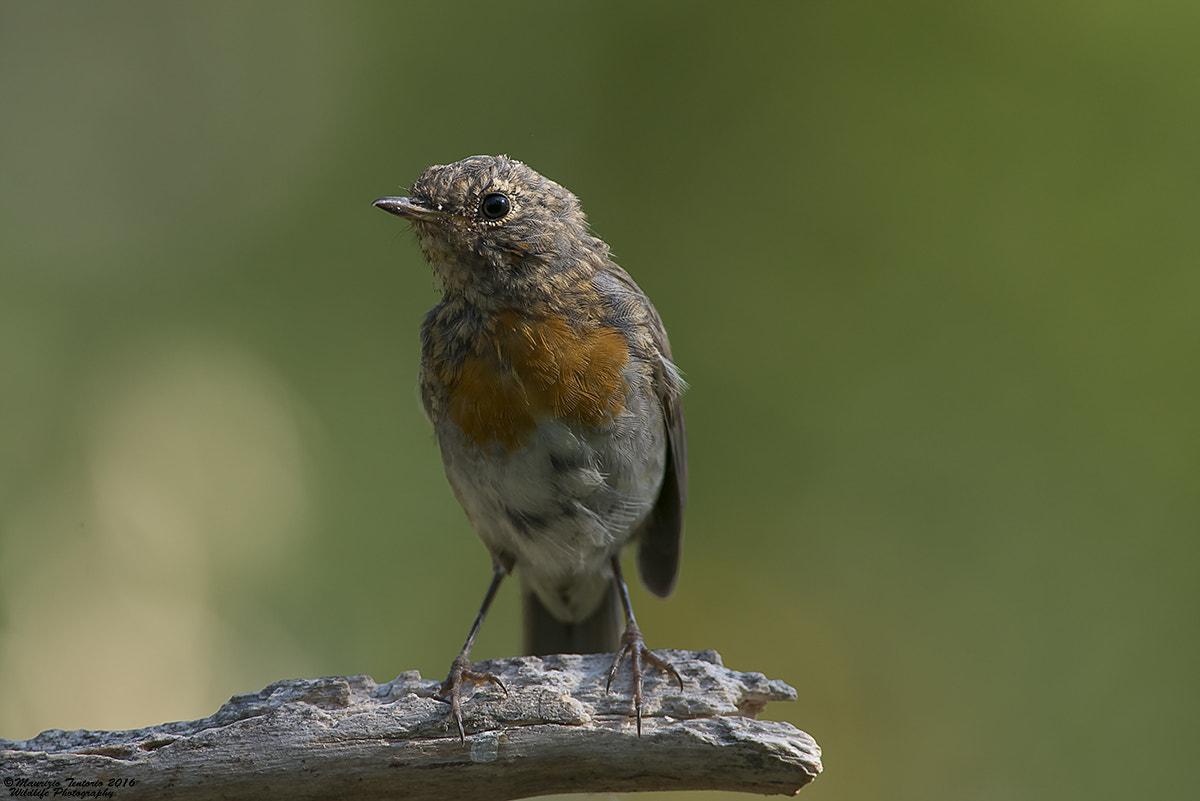 Nikon AF-S Nikkor 300mm F2.8G ED VR II sample photo. Pettirosso juv erithacus rubecula photography