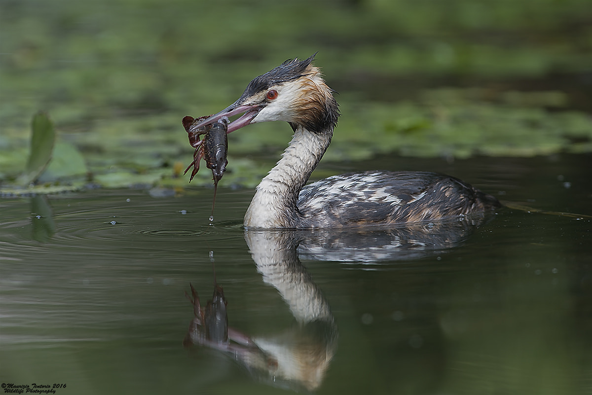 Nikon AF-S Nikkor 300mm F2.8G ED VR II sample photo. Svasso podiceps cristatus photography