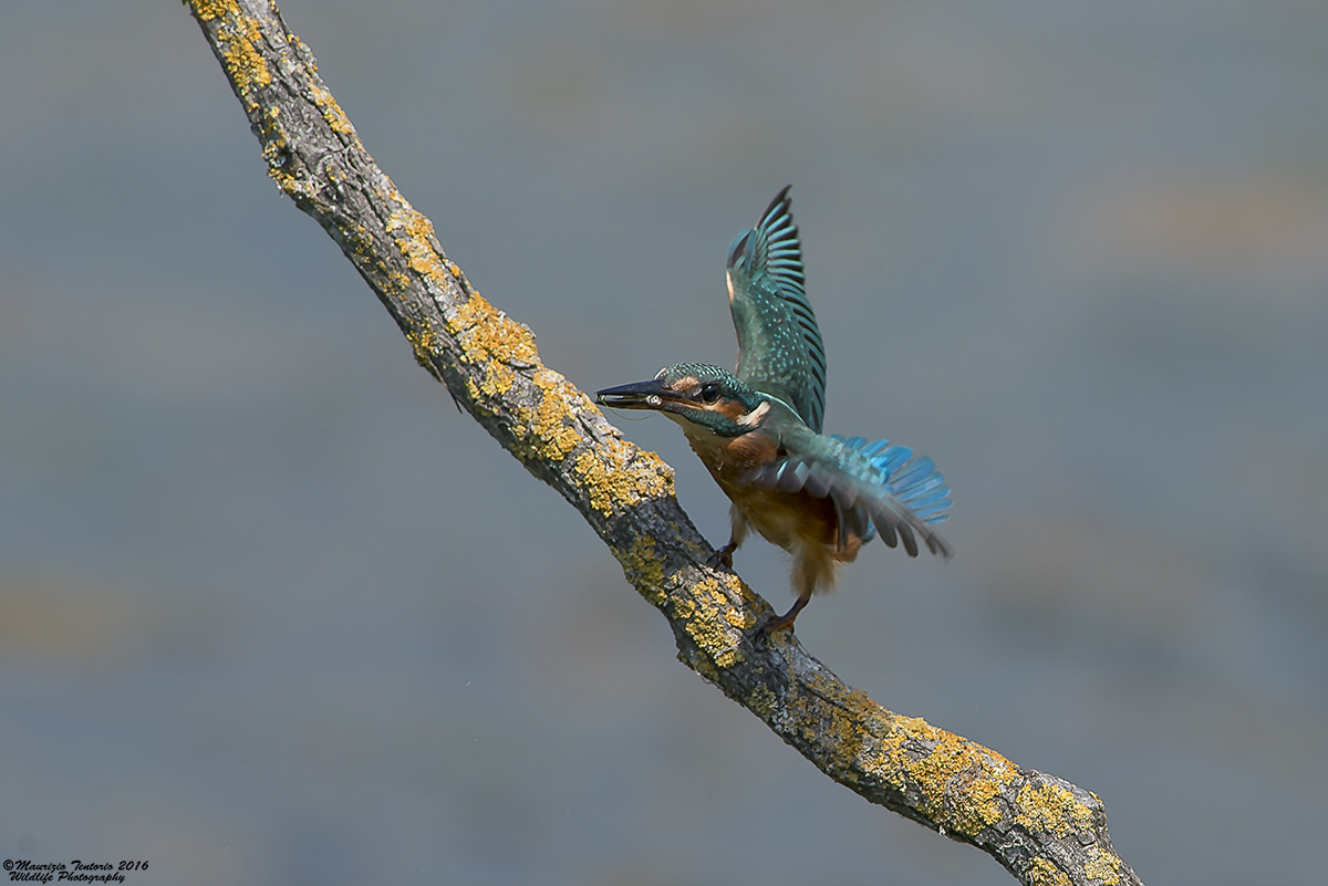 Nikon AF-S Nikkor 300mm F2.8G ED VR II sample photo. Martin pescatore alcedo atthis photography
