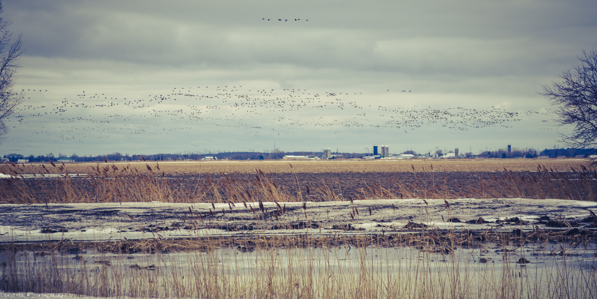 Nikon AF Nikkor 24-85mm F2.8-4D IF sample photo. Landscape.jpg photography