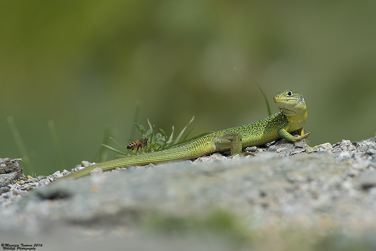 Nikon D800 + Nikon AF-S Nikkor 300mm F2.8G ED VR II sample photo. Ranarro lacerta viridis photography