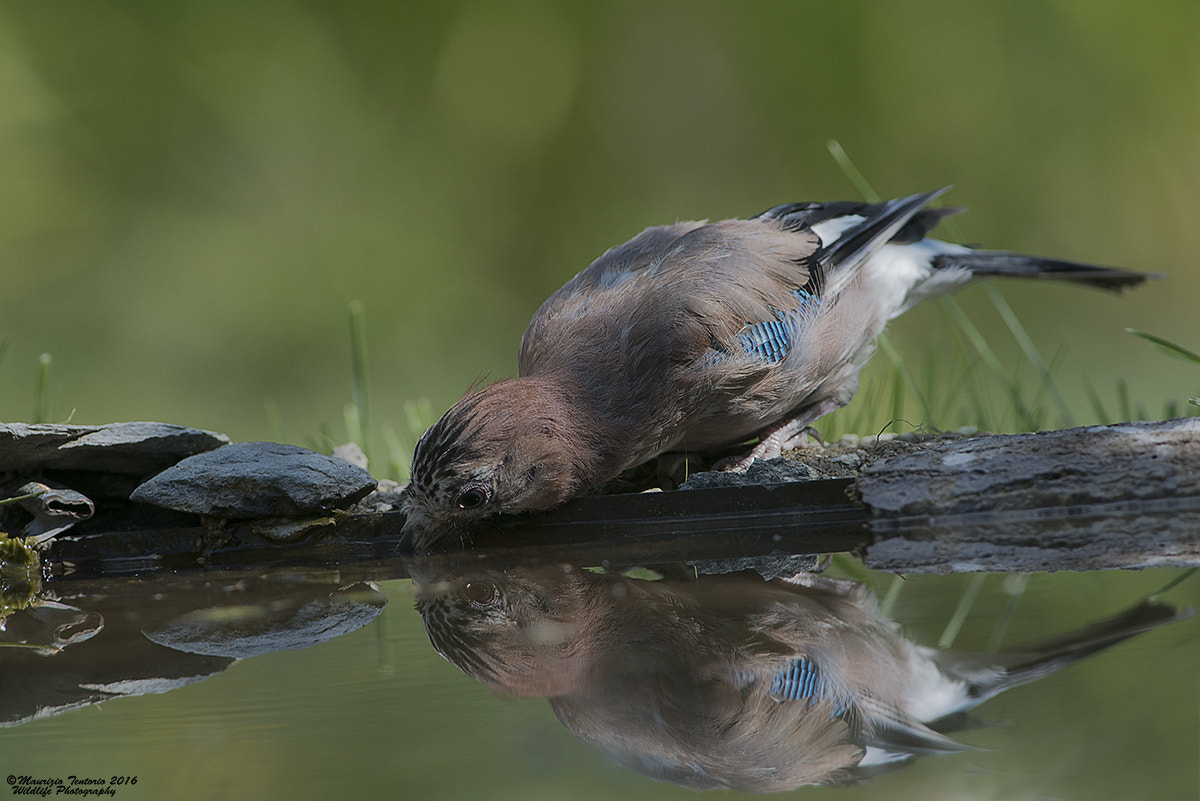 Nikon AF-S Nikkor 300mm F2.8G ED VR II sample photo. Ghiandaia garrulus glandarius photography