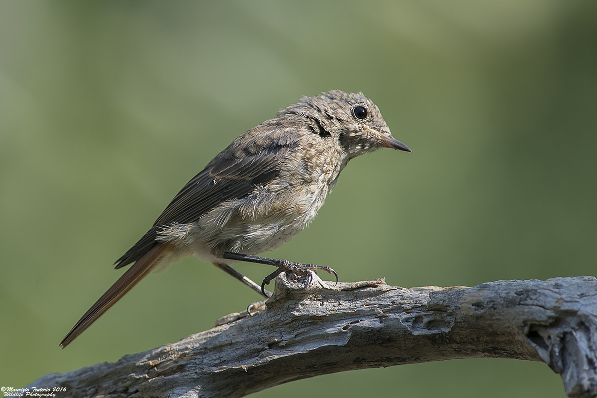 Nikon AF-S Nikkor 300mm F2.8G ED VR II sample photo. Codirosso juv phoenicurus phoenicurus photography