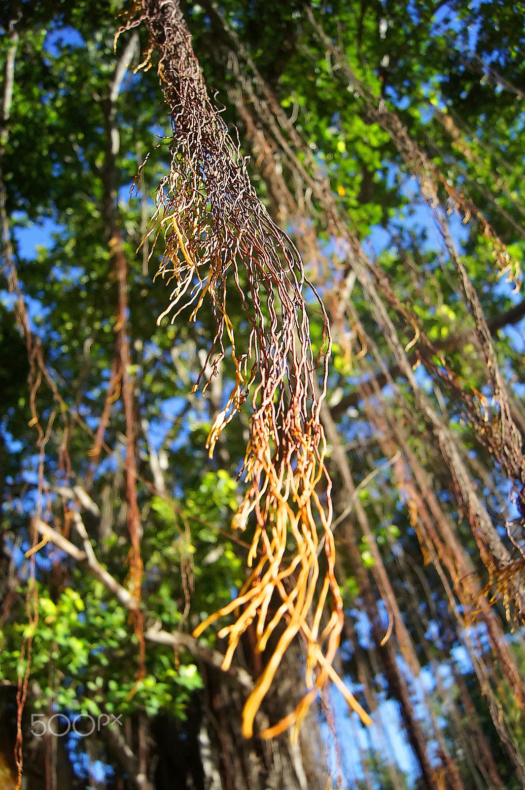 Sony SLT-A33 + Sony DT 18-55mm F3.5-5.6 SAM sample photo. Banyan tree roots winding down from the branches. photography