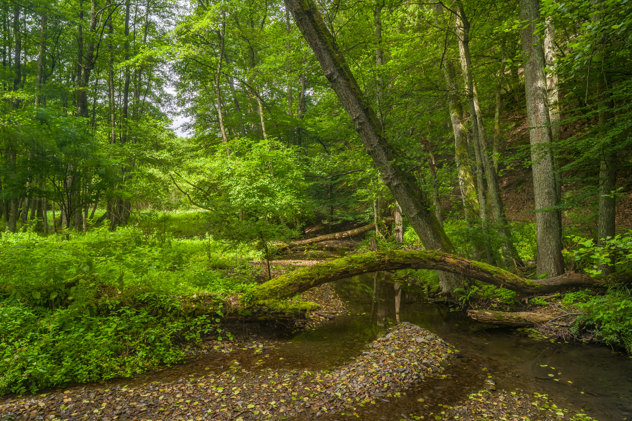Canon TS-E 24.0mm f/3.5 L II sample photo. Small creek in the forest photography