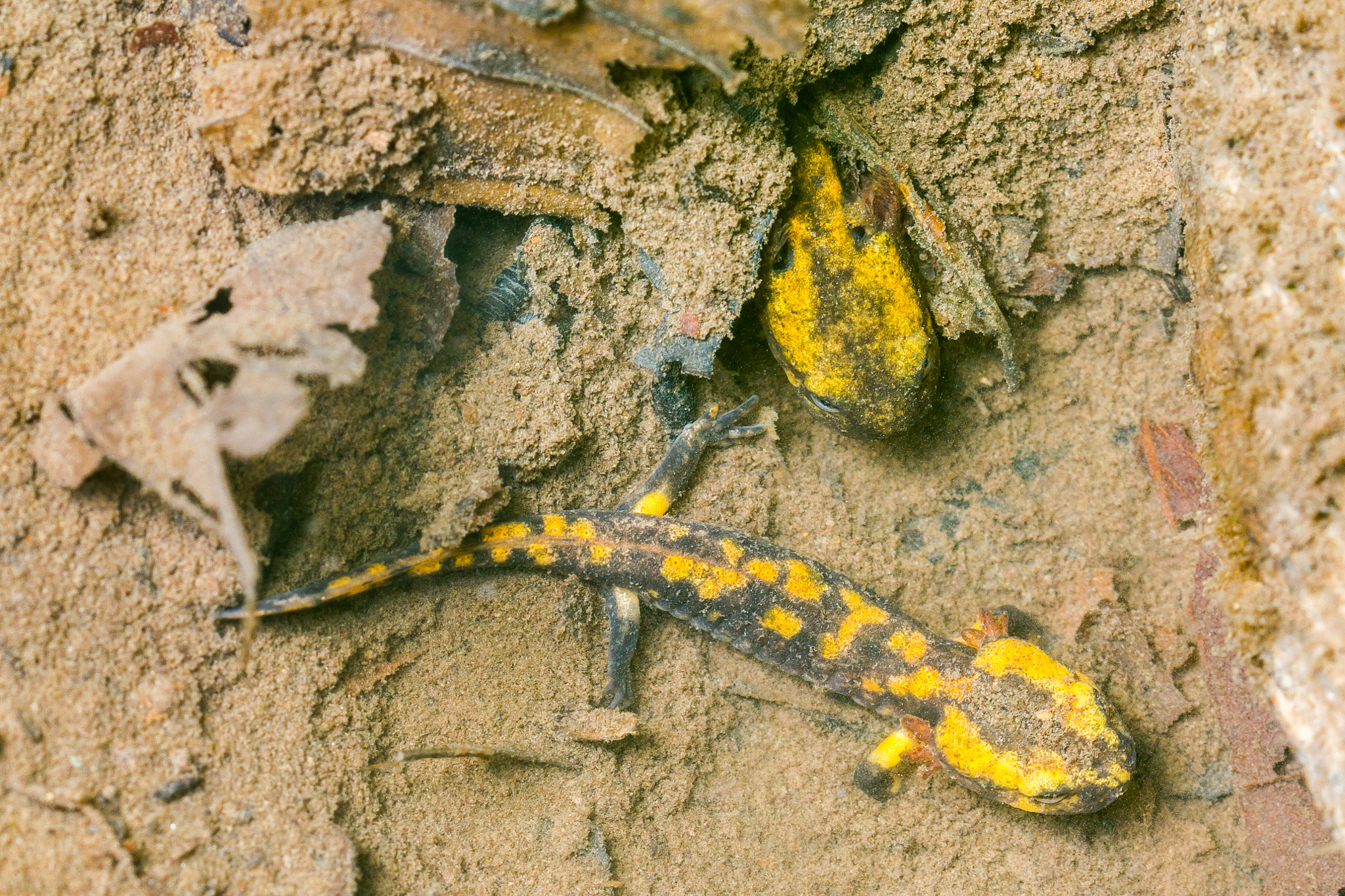 Canon EOS-1D Mark IV sample photo. Two larvae of the fire salamander photography
