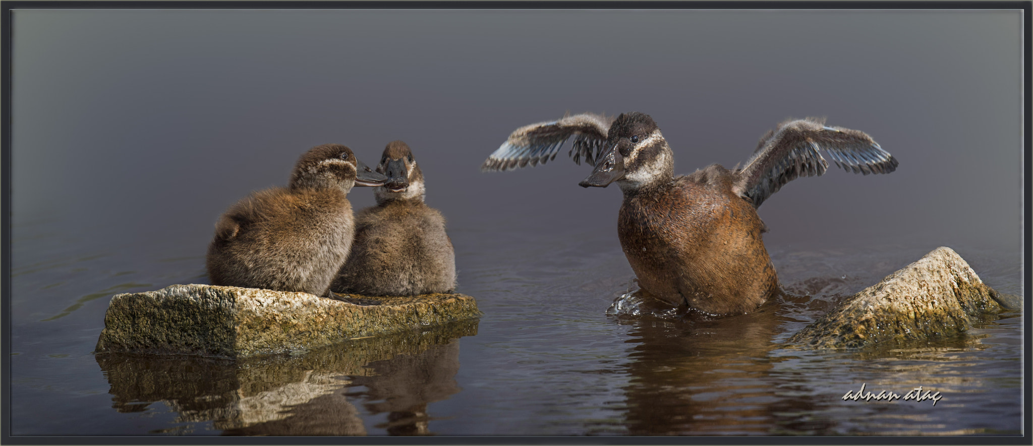 Sigma 150-600mm F5-6.3 DG OS HSM | S sample photo. Dikkuyruk - white headed duck - oxyura leucocephala photography