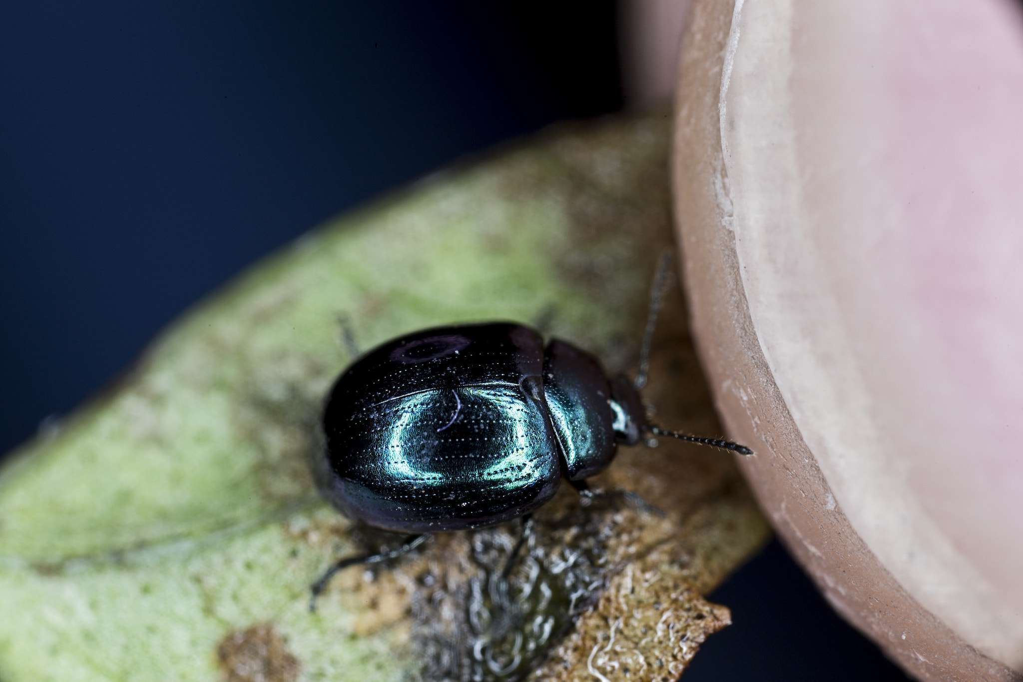 Canon MP-E 65mm F2.5 1-5x Macro Photo sample photo. The beetle and the nail photography