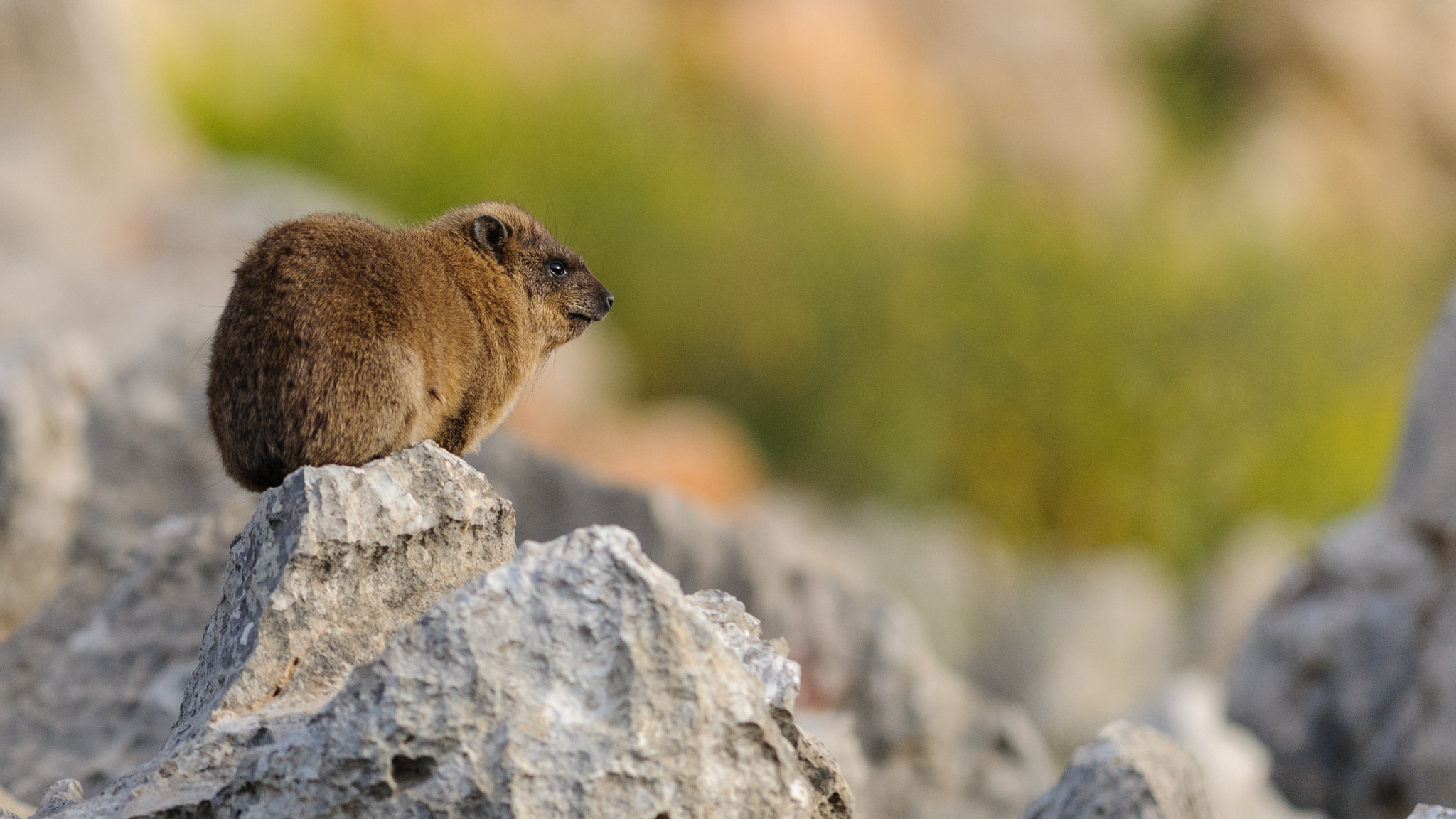 Nikon D300 + Nikon AF-S Nikkor 300mm F2.8G ED-IF VR sample photo. Rock hyrax photography