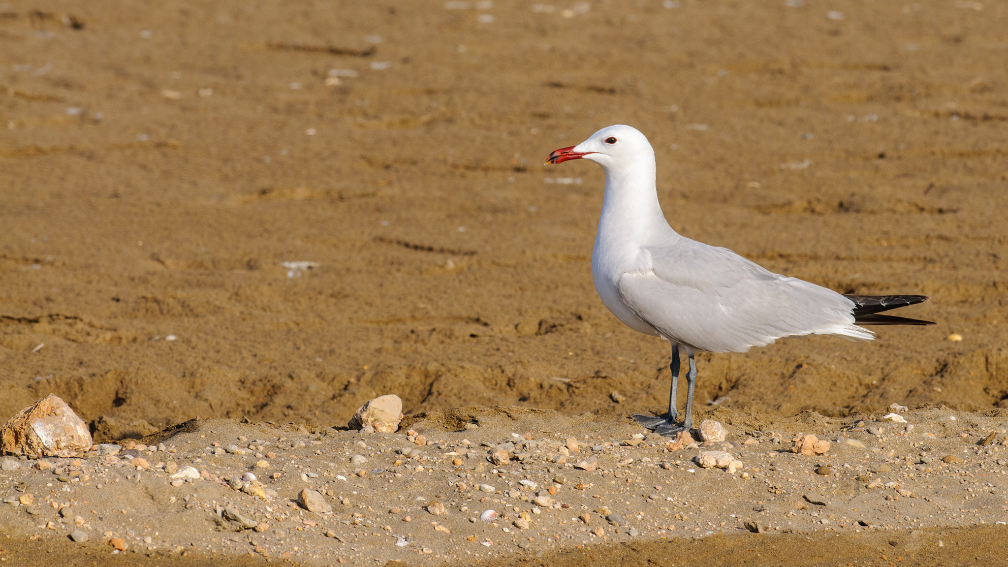 Nikon D300 + Nikon AF-S Nikkor 300mm F2.8G ED-IF VR sample photo. Audouin's gull photography