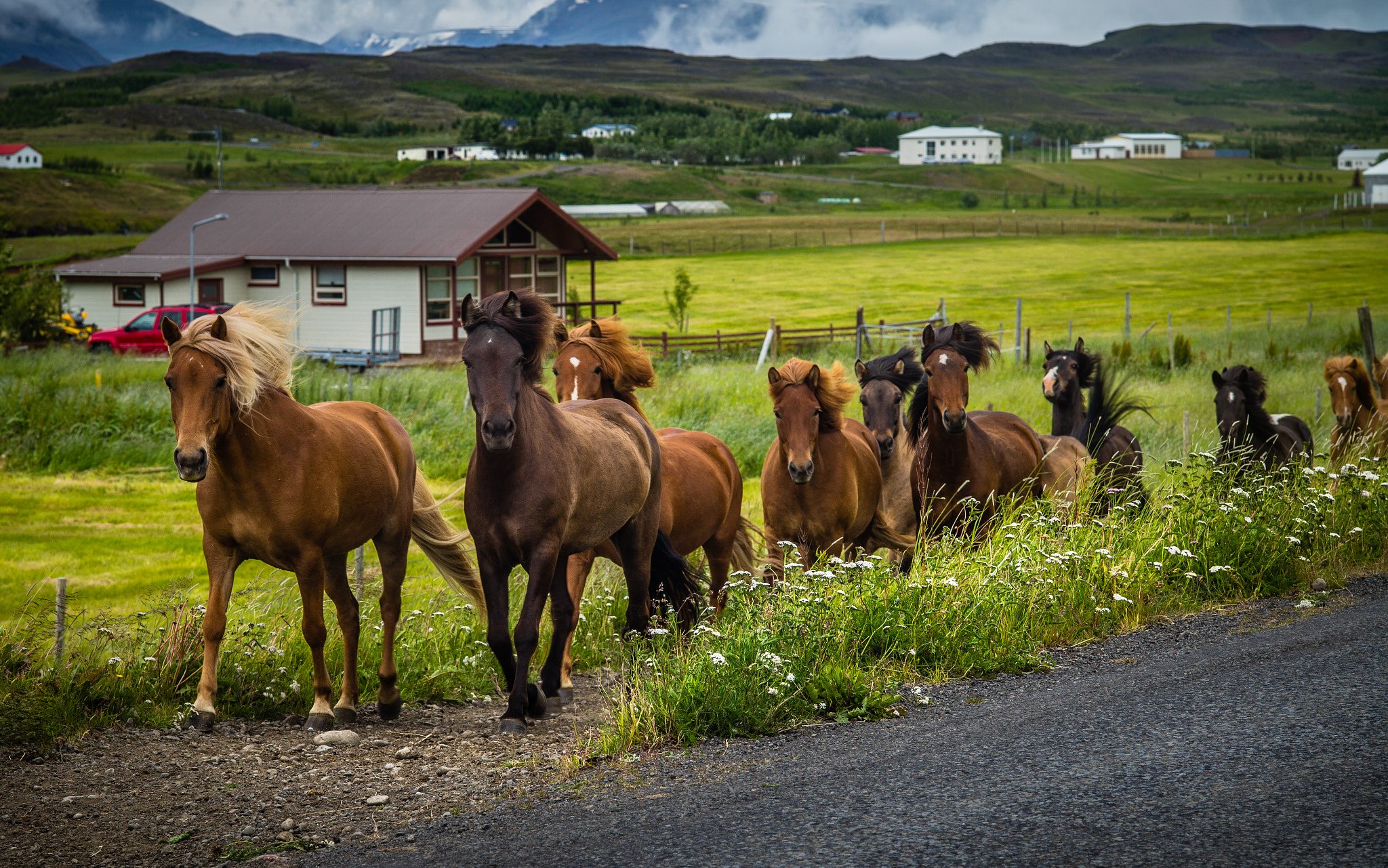 Leica APO-Summicron-M 90mm F2 ASPH sample photo. Iceland: the north - icelandic horses, be aware of it, anytime, everywhere! :-))) photography
