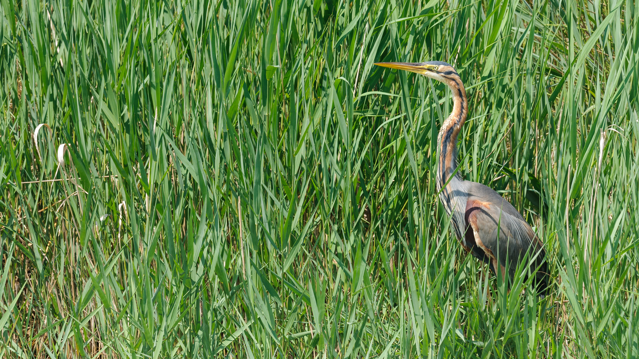 Nikon D300 + Nikon AF-S Nikkor 300mm F2.8G ED-IF VR sample photo. Purple heron photography