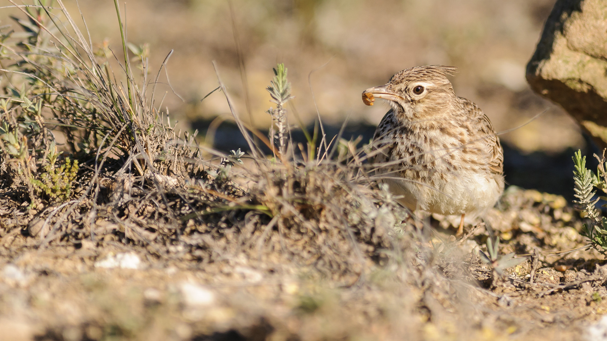 Nikon AF-S Nikkor 300mm F2.8G ED-IF VR sample photo. Thekla lark photography