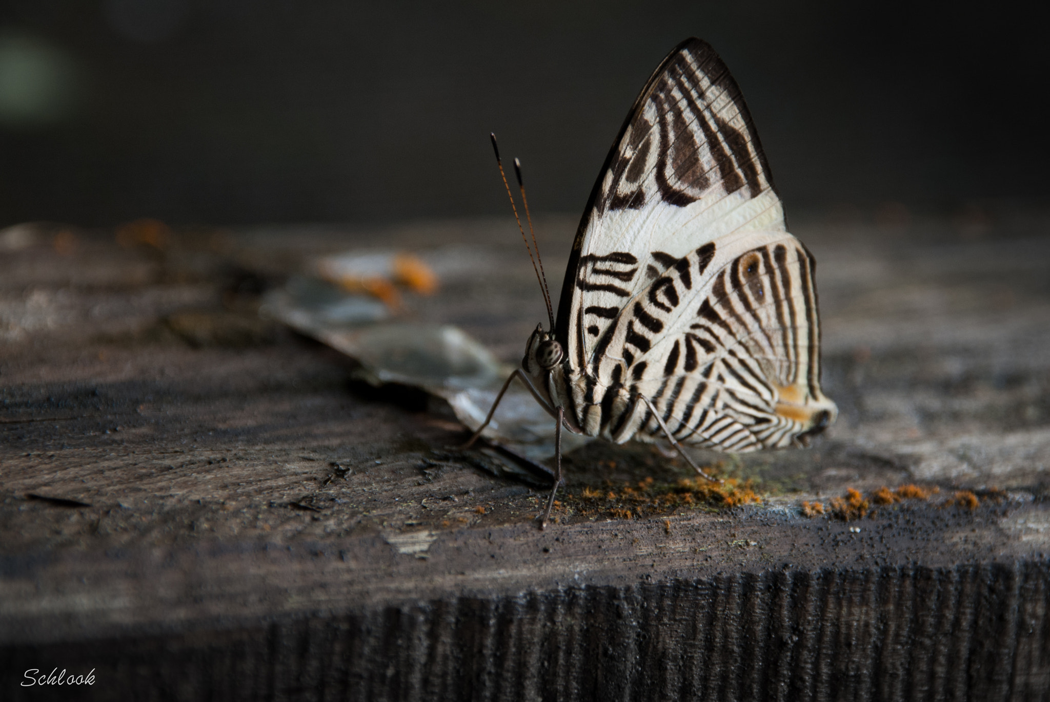 Nikon D80 + Sigma 18-200mm F3.5-6.3 DC sample photo. Zebra butterfly photography