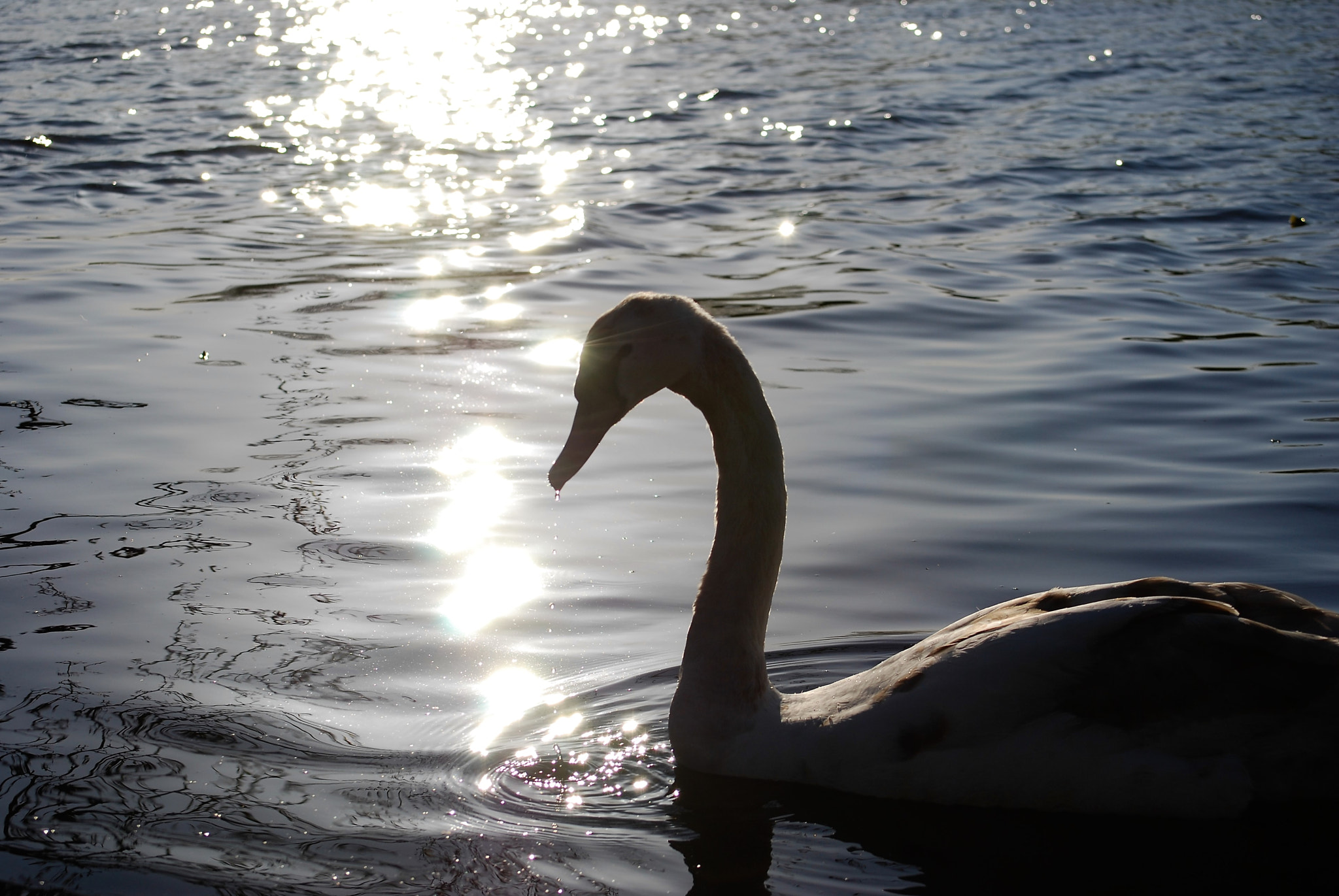 Nikon D40X sample photo. () photography