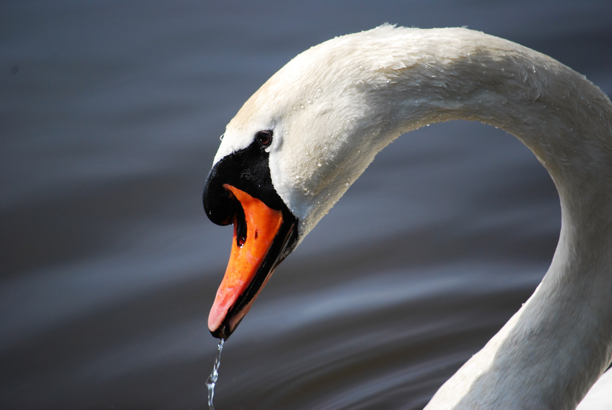 Nikon D40X sample photo. () photography