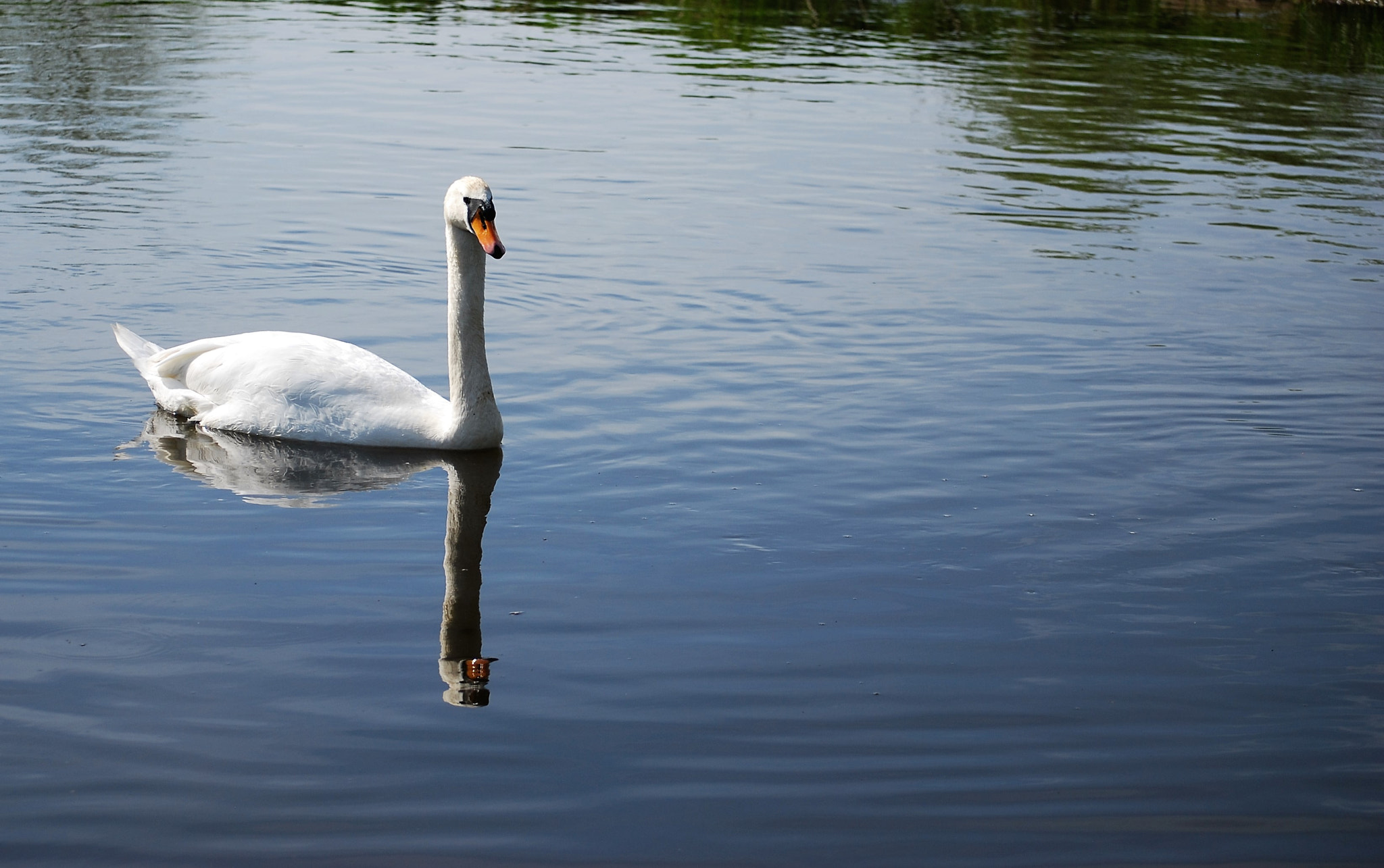 Nikon D40X sample photo. () photography