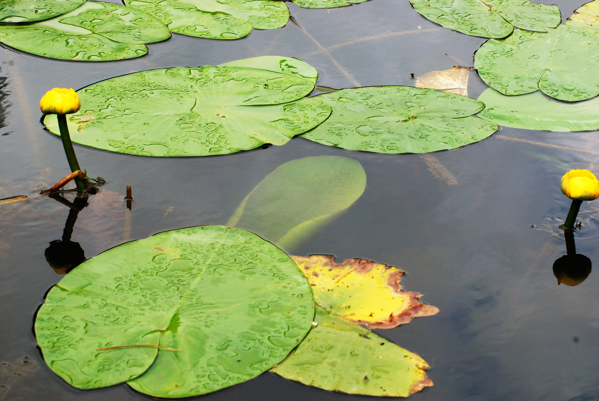 Nikon D40X sample photo. () photography