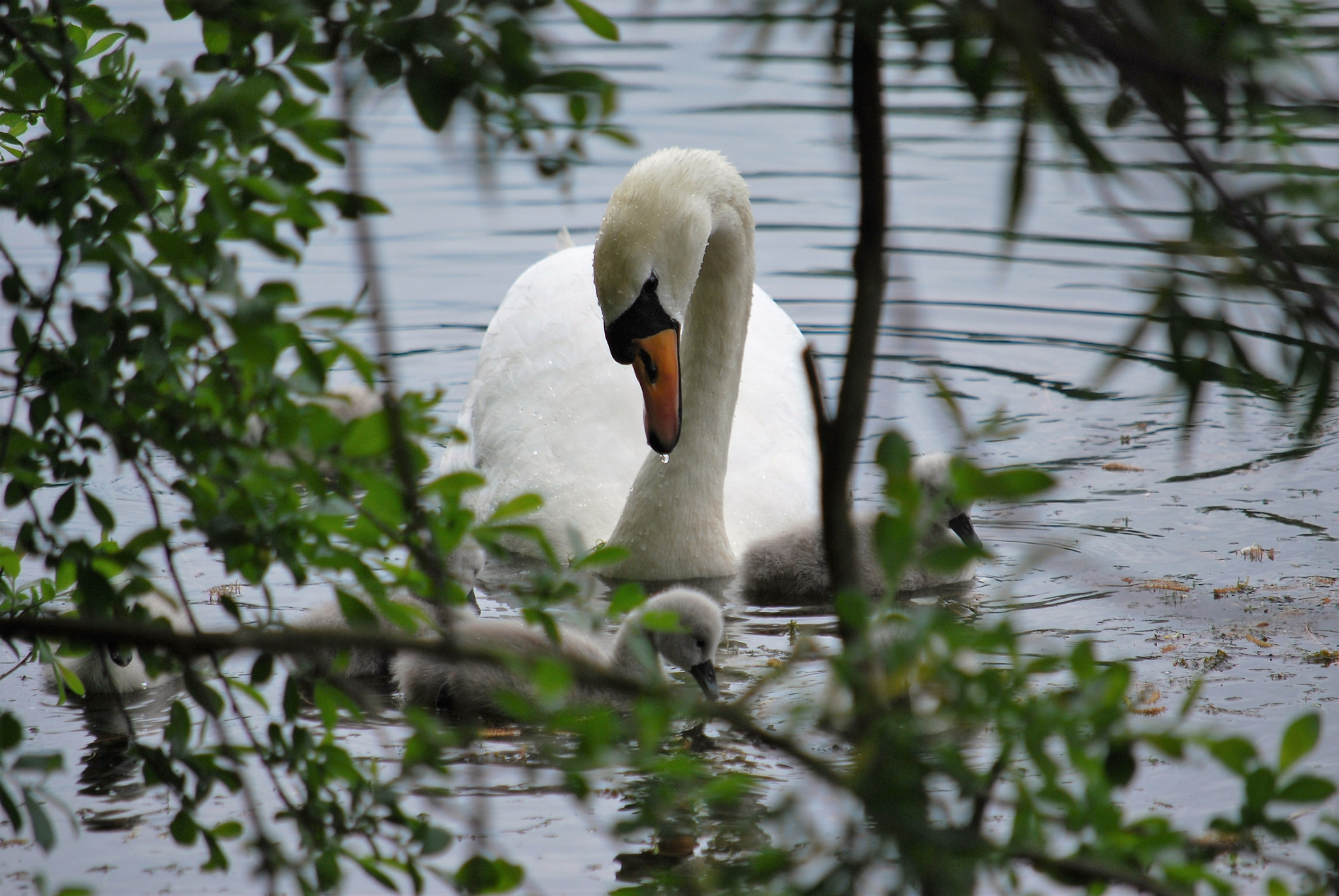 Nikon D40X sample photo. Motherly photography