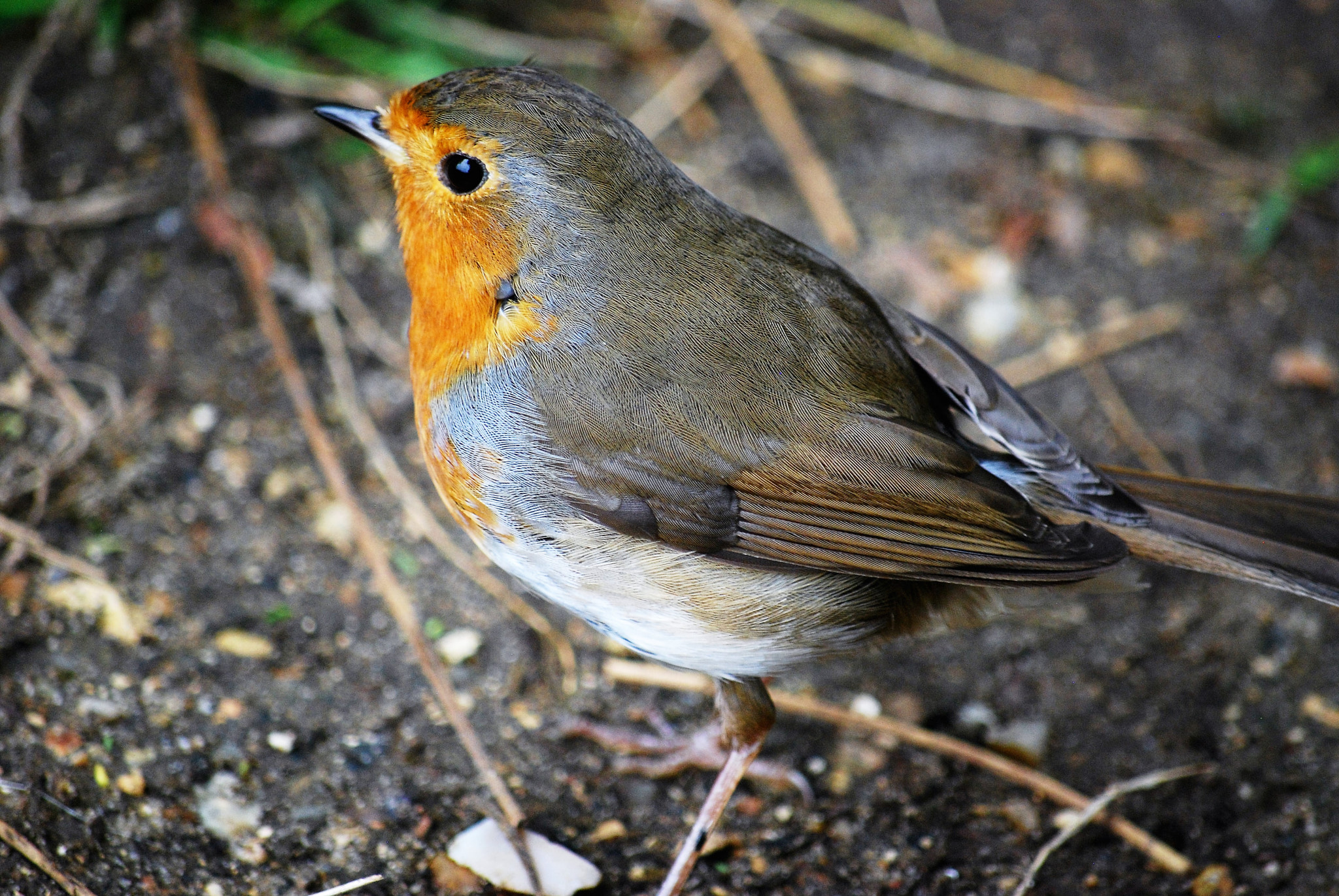 Nikon D40X sample photo. Robin photography