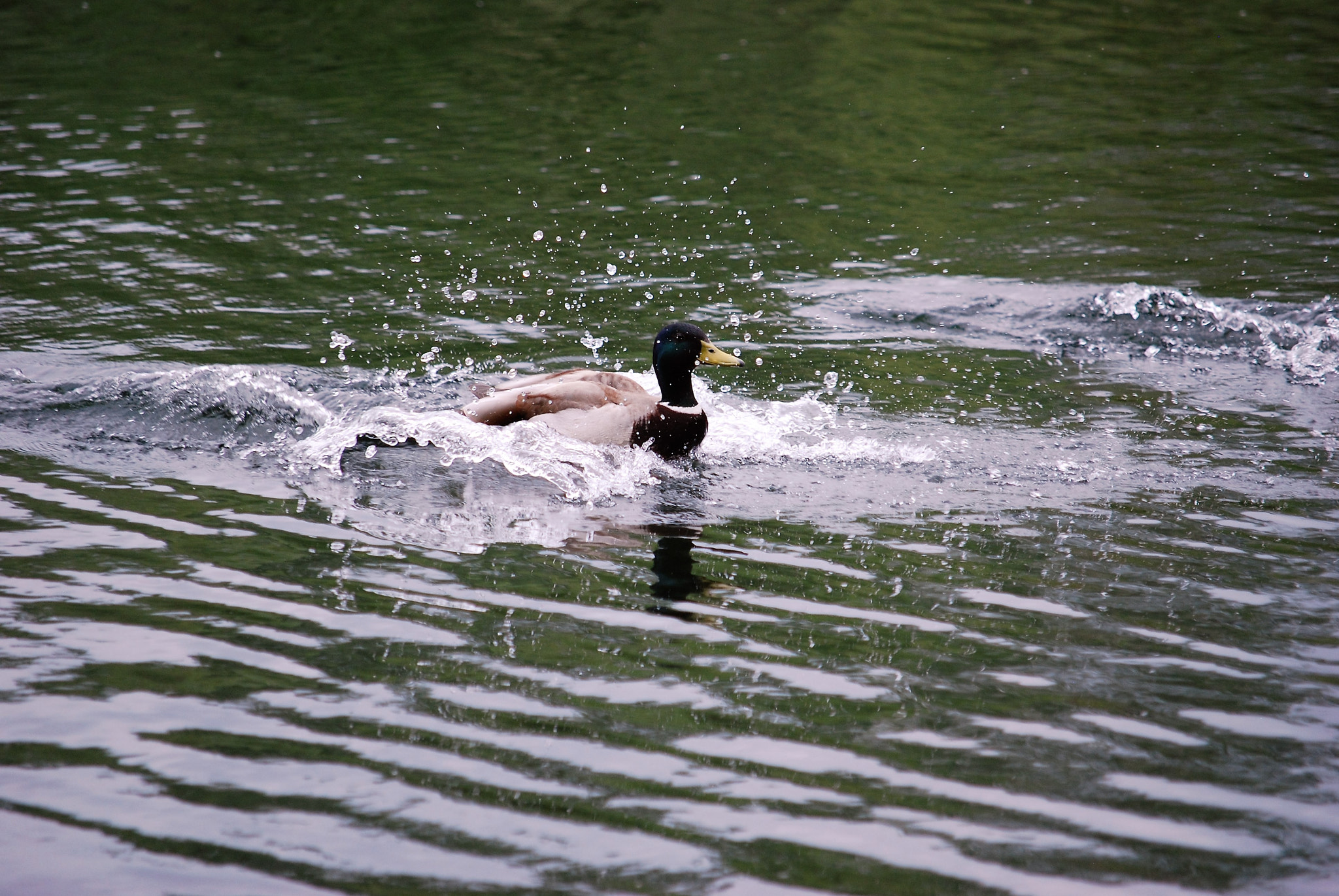 Nikon D40X sample photo. () photography