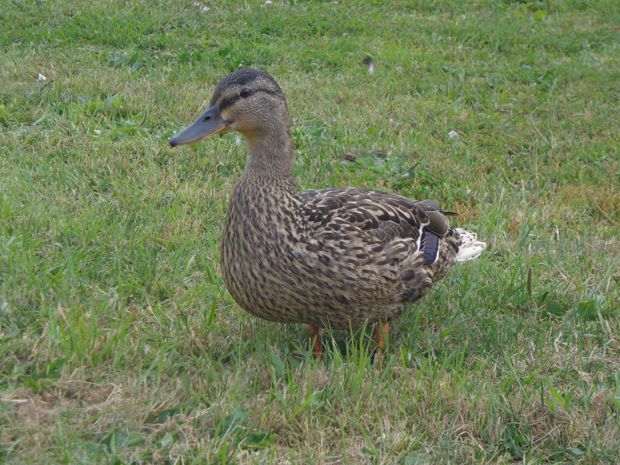 Sony DSC-W650 sample photo. Quack quack! photography