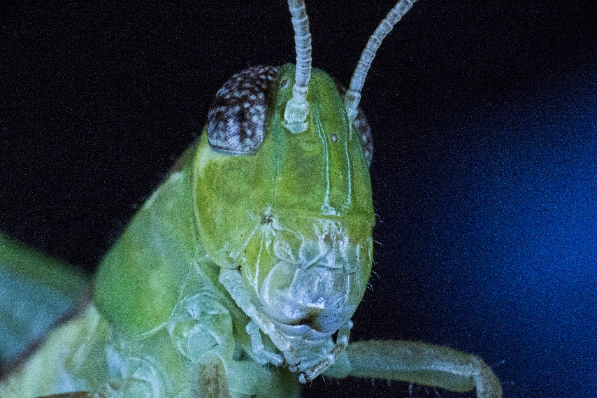 Canon MP-E 65mm F2.5 1-5x Macro Photo sample photo. Cricket portrait photography