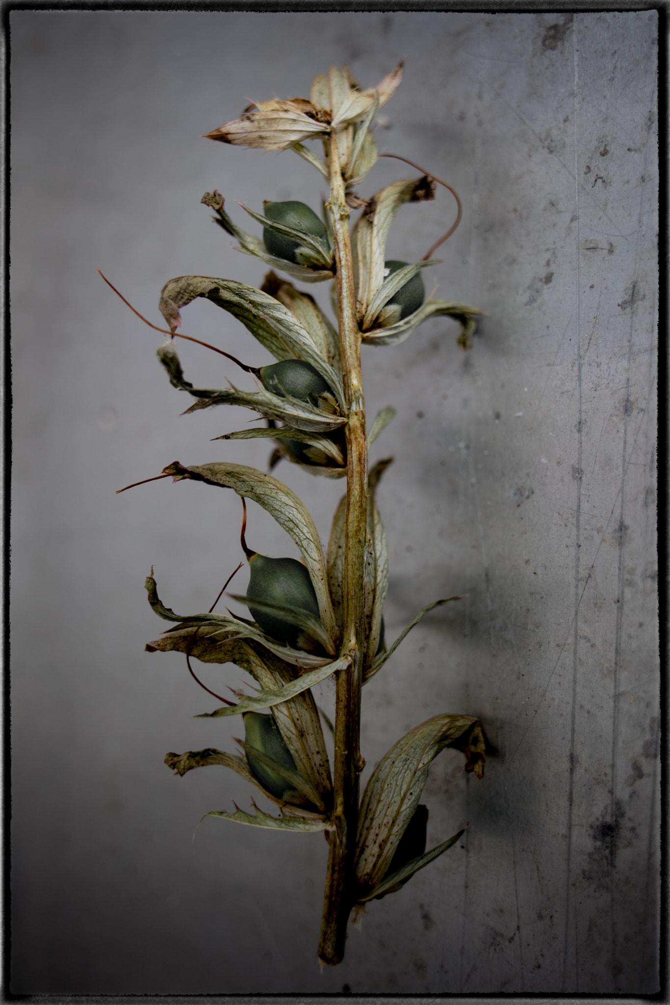 Canon EF 24mm F2.8 IS USM sample photo. Plant with ripe seed pods photography