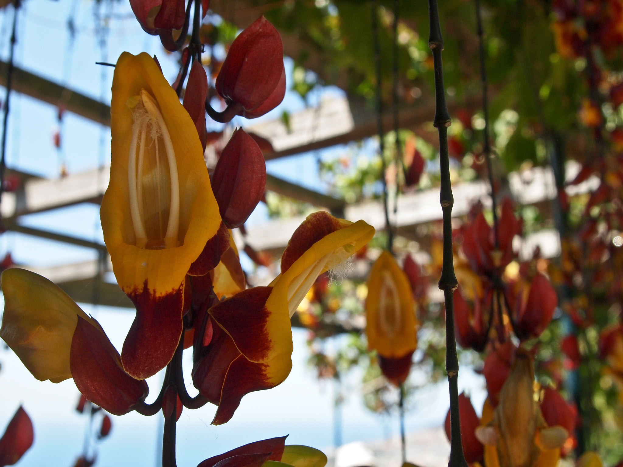 Olympus PEN E-P1 sample photo. Impression from madeira photography