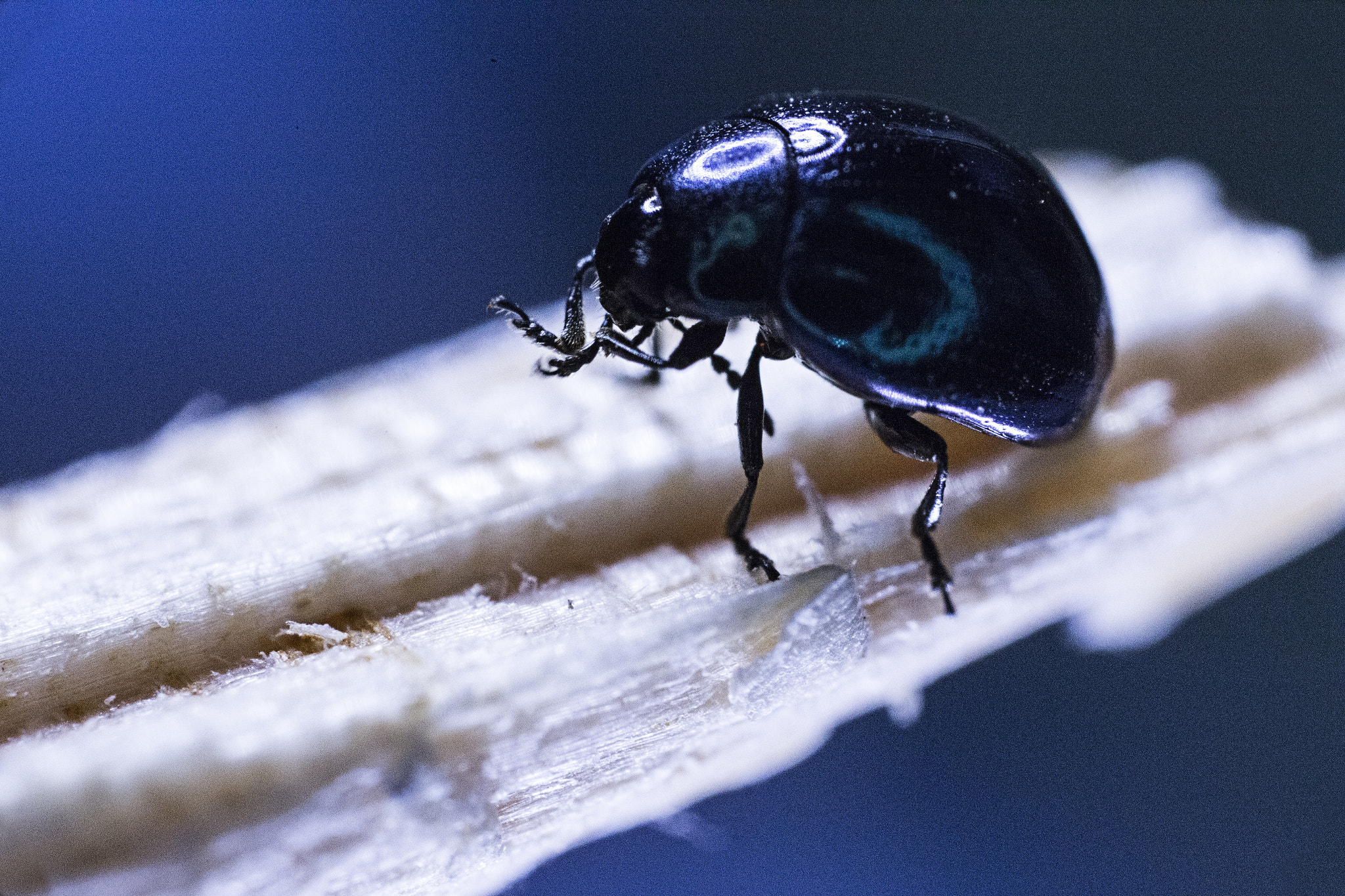 Canon MP-E 65mm F2.5 1-5x Macro Photo sample photo. Beetle body photography