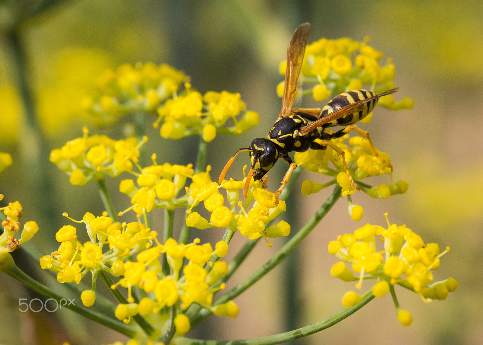 Canon EF-S 60mm F2.8 Macro USM sample photo. Wasp photography