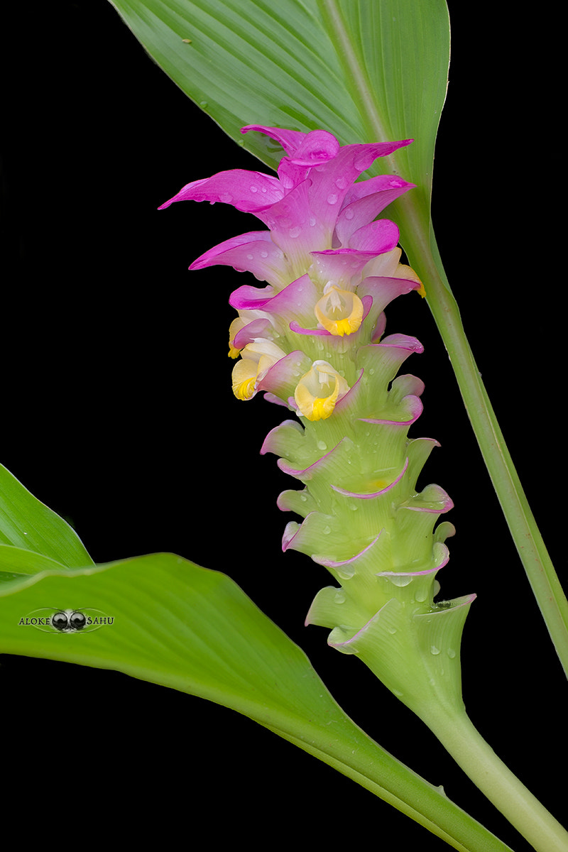 Canon EF 180mm F3.5L Macro USM sample photo. Curcuma cordata photography