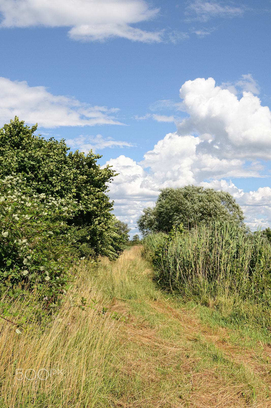Nikon D800 + Sigma 30mm F1.4 EX DC HSM sample photo. Idyllic landscape of meadow path and bushes around photography